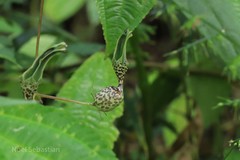 Ceropegia decaisneana